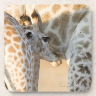 Kalbsäugling der Giraffe (Giraffa camelopardalis) Getränkeuntersetzer