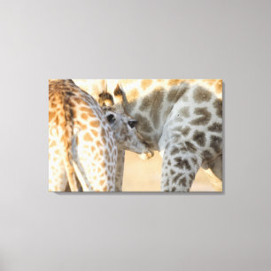 Kalbsäugling der Giraffe (Giraffa camelopardalis) Leinwanddruck