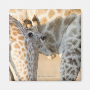 Kalbsäugling der Giraffe (Giraffa camelopardalis) Magnet