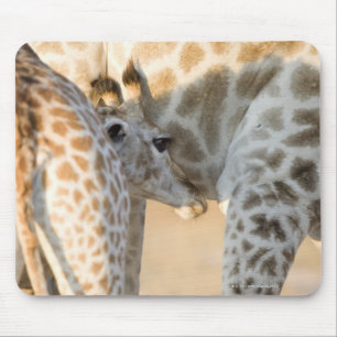 Kalbsäugling der Giraffe (Giraffa camelopardalis) Mousepad