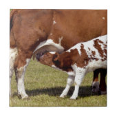 Kalbsäugling Fliese (Vorderseite)