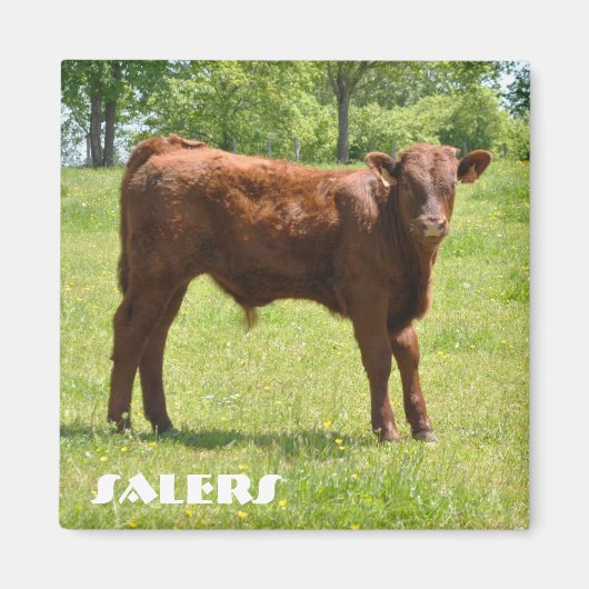 Kalbsmagnet Magnet (Vorne)