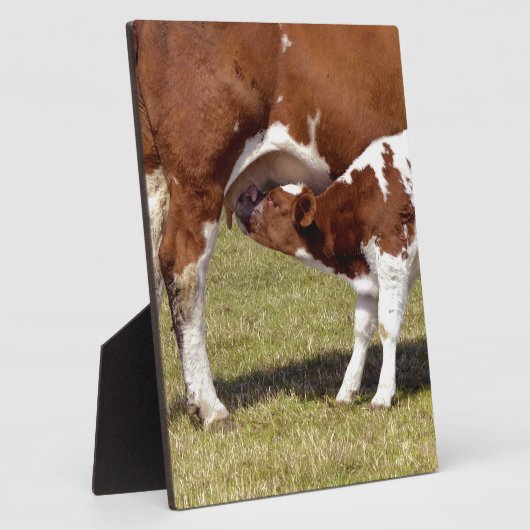 Kalbssuckling Fotoplatte (Seite)