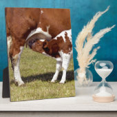 Kalbssuckling Fotoplatte (Seite)