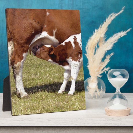 Kalbssuckling Fotoplatte (Seite)