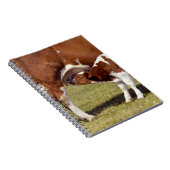 Kalbssuckling Notizblock (Rechte Seite)