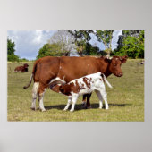 Kalbssuckling Poster (Vorne)