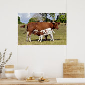 Kalbssuckling Poster (Küche)