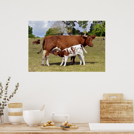 Kalbssuckling Poster (Küche)