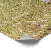 Kalbssuckling Poster (Ecke)