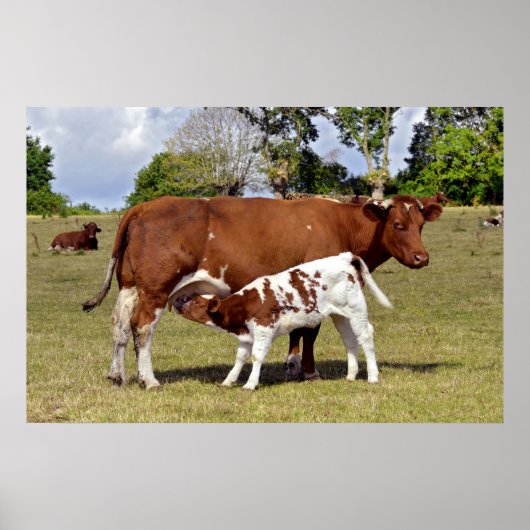 Kalbssuckling Poster (Vorne)