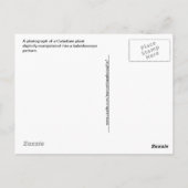 Kaleidoskop, Rot, Weiß und Grün Postkarte (Rückseite)