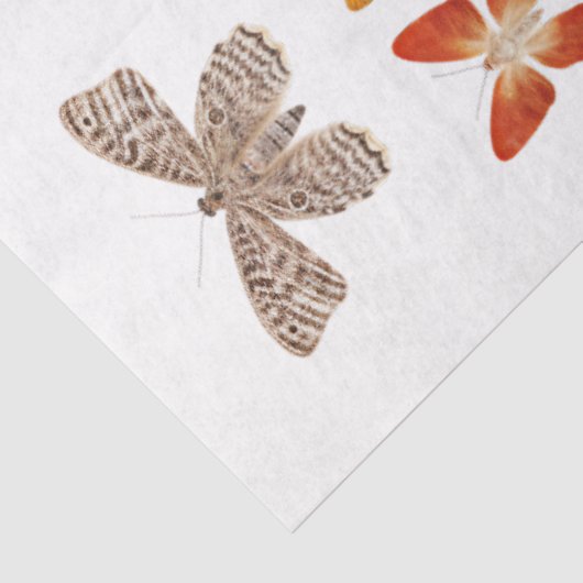 Kaleidoskop von Motten 1 Dekoupage Seidenpapier (Ausschnitt)