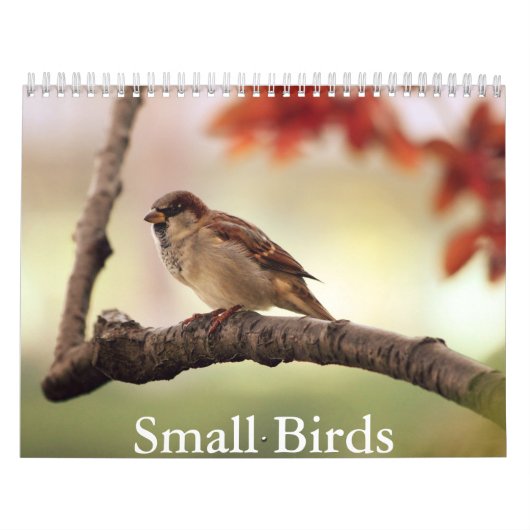 Kalendar für kleine Vögel Kalender (Titelbild)