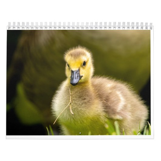 Kalender (Titelbild)