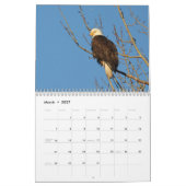 Kalender 12 Monate, Raubvögel (Mär 2027)