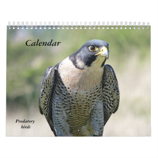 Kalender 12 Monate, Raubvögel (Titelbild)