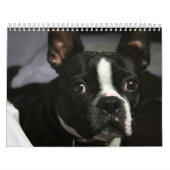 Kalender 2009 Bostons Terrier (Titelbild)