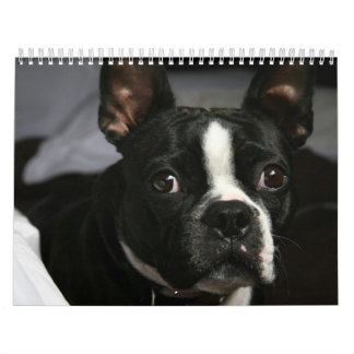 Kalender 2009 Bostons Terrier