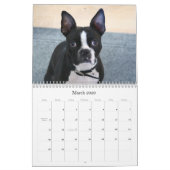 Kalender 2009 Bostons Terrier (Mär 2026)