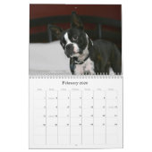 Kalender 2009 Bostons Terrier (Feb 2026)