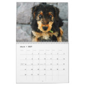 Kalender 2011 Airedales Terrier (Mär 2027)
