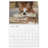 Kalender 2012 Bostons Terrier (Mär 2027)