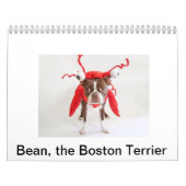 Kalender 2015 Bostons Terrier (Titelbild)