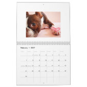 Kalender 2015 Bostons Terrier (Feb 2027)
