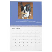 Kalender 2015 Bostons Terrier (Mär 2027)