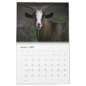 Kalender 2016 der Abolitionist-veganen (Jan 2027)