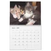 Kalender 2016 mit Ferien - Katzen (Mär 2027)