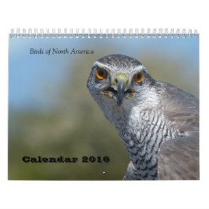 Kalender 2016 - Vögel von Nordamerika