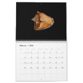 Kalender 2017 der Muscheln (Feb 2026)