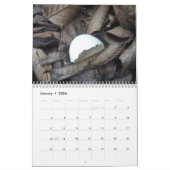 Kalender 2017 der Muscheln (Jan 2026)