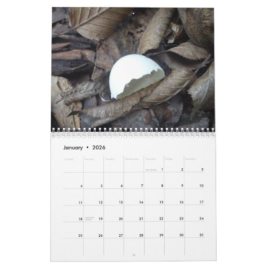 Kalender 2017 der Muscheln (Jan 2026)