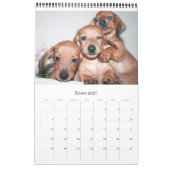 Kalender 2017 Puppy Dachshunds (Jan 2027)