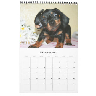 Kalender 2017 Puppy Dachshunds