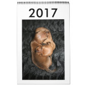 Kalender 2017 Puppy Dachshunds (Titelbild)