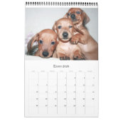 Kalender 2017 Puppy Dachshunds (Jan 2026)