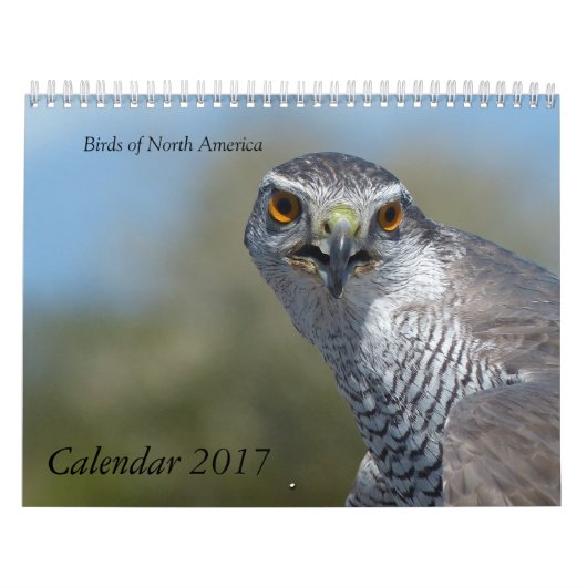 Kalender 2017 - Vögel Nordamerikas (Titelbild)