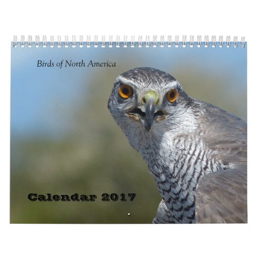 Kalender 2017 - Vögel Nordamerikas (Titelbild)