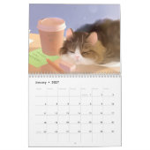 Kalender 2019 - Alles über Katzen! (Jan 2027)