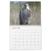 Kalender 2021 12 Monate, Falken (Jan 2027)