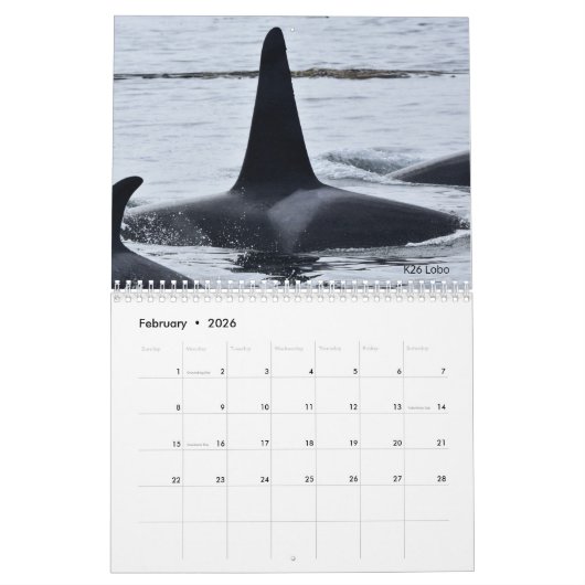 Kalender 2022 für den südlichen Killerwal (Feb 2026)