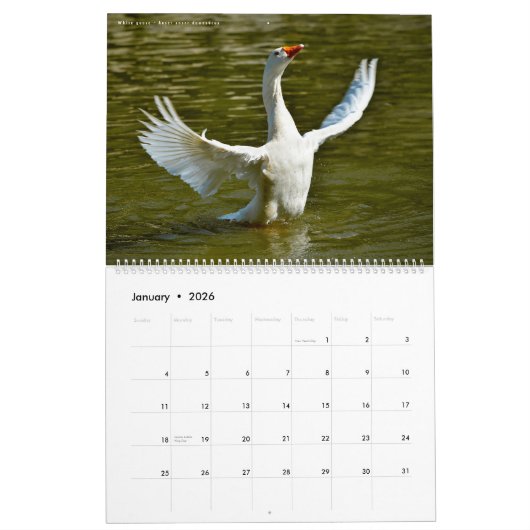 Kalender 2023 der Fotos verschiedener Vogelarten (Jan 2026)