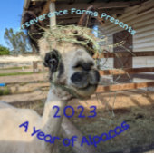 Kalender 2023 - Ein Jahr der Alpakas