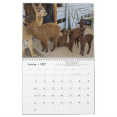 Kalender 2023 - Ein Jahr der Alpakas (Jan 2027)
