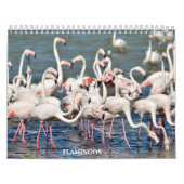 Kalender 2023 Flamingos (Titelbild)