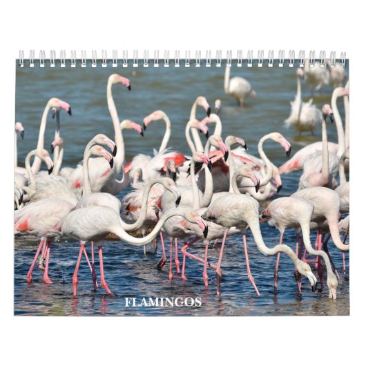 Kalender 2023 Flamingos (Titelbild)